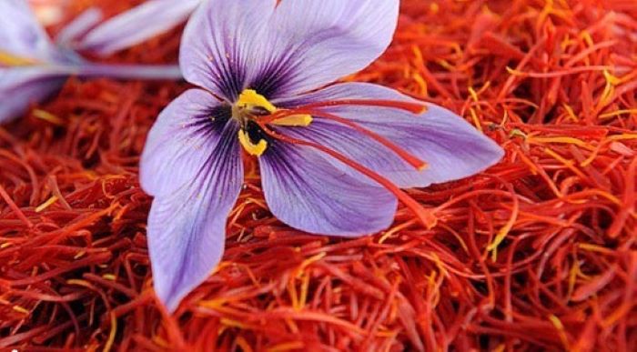 Khám phá chi tiết về nhụy hoa nghệ tây saffron