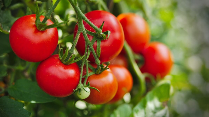 Cà chua – loại quả tốt cho cơ thể mà bạn nên bổ sung hàng ngày.
