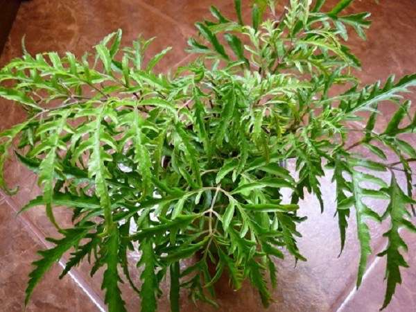 công dụng của cây đinh lăng