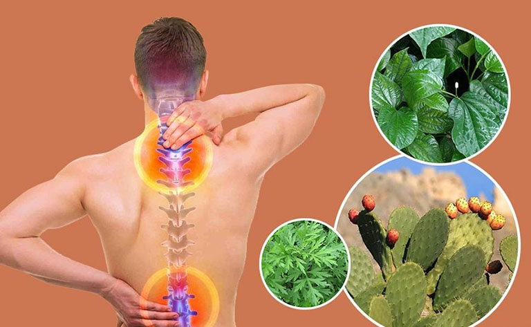 Cây xương rồng trị thoát vị đĩ điệm