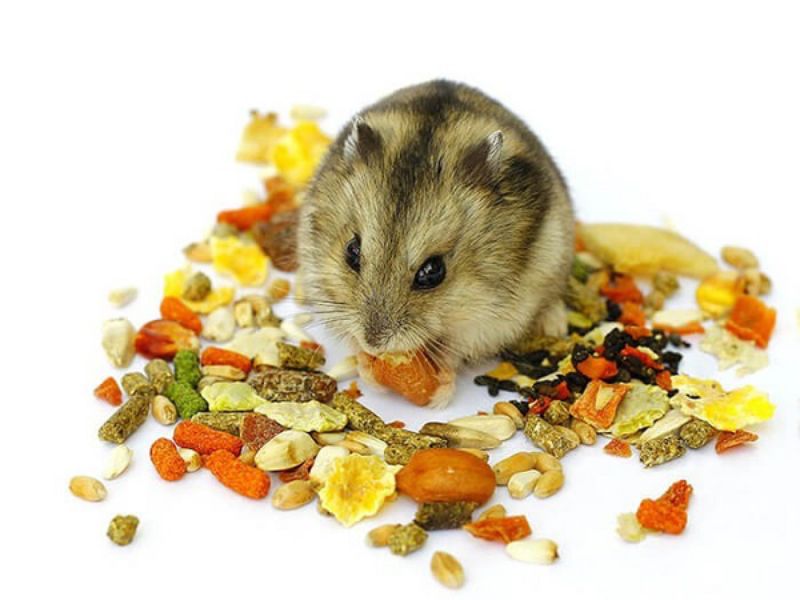 Những thức ăn có trong củ quả tốt cho sức khỏe của chuột Hamster