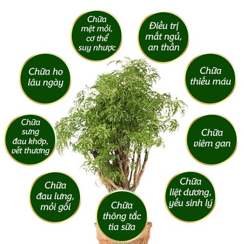 công dụng của cây đinh lăng