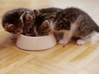 Hỏi – đáp ngay: Mèo con ăn gì? Bật mí đồ ăn nên cho mèo ăn