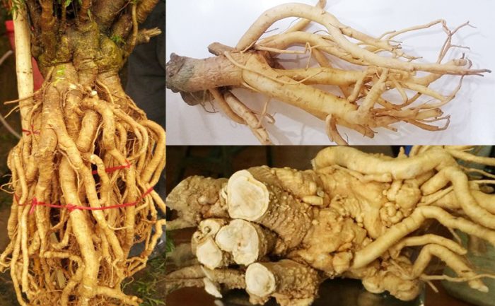 công dụng của cây đinh lăng