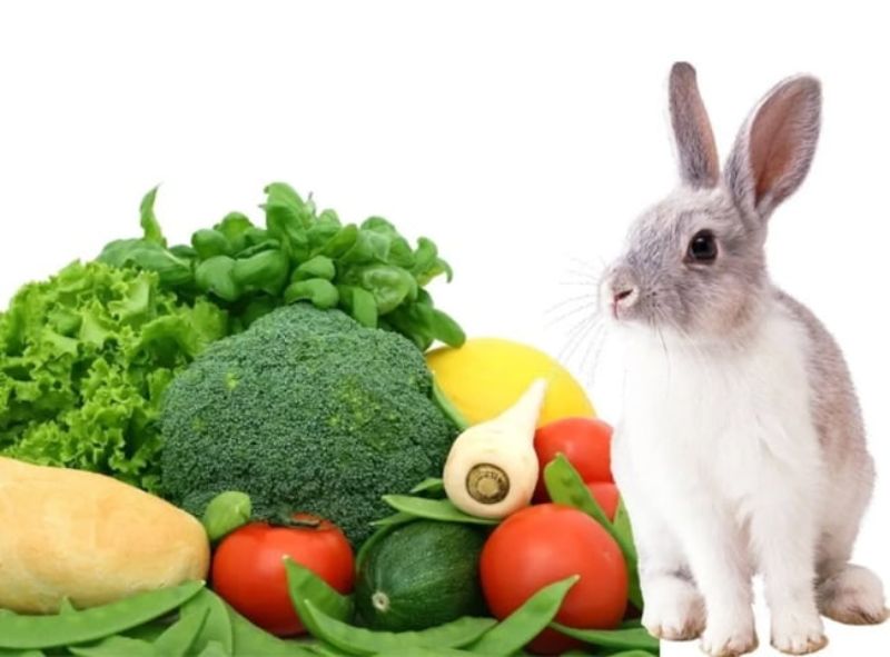 Cho thỏ ăn nhiều lá cây xanh rất tốt cho đường ruột