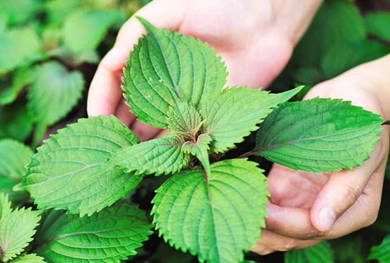 Xông hơi mặt và massage với tía tô