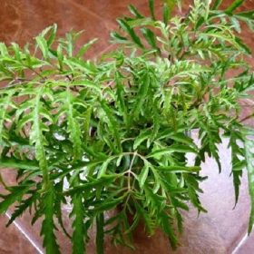 Công Dụng Của Cây Đinh Lăng Với Bệnh Xương Khớp