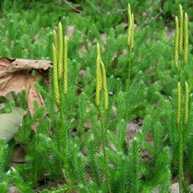 Tác dụng của Cây Thông Đất trong trị bệnh & tăng cường sức khỏe