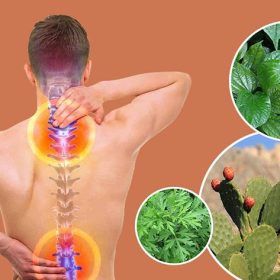Dùng Xương Rồng Điều Trị Xương Khớp