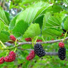 Bài thuốc từ Lá dâu tằm chữa mất ngủ tức thì