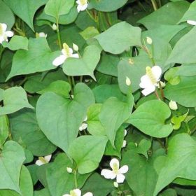 Chia sẻ 8 công dụng rau diếp cá không phải ai cũng biết và cách dùng tốt nhất