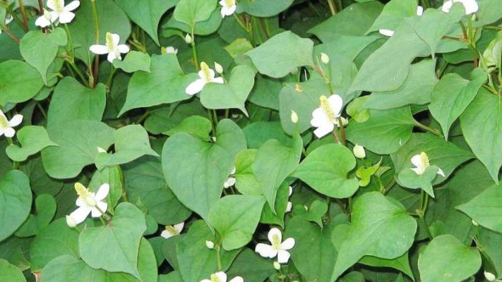 Chia sẻ 8 công dụng rau diếp cá không phải ai cũng biết và cách dùng tốt nhất