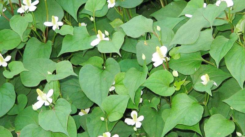 Chia sẻ 8 công dụng rau diếp cá không phải ai cũng biết và cách dùng tốt nhất