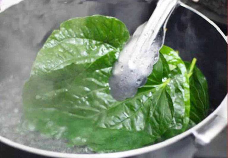 Tìm hiểu uống nước lá trầu không có hại không?