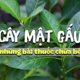 Tham khảo thông tin: uống lá mật gấu nhiều có hại gì không?