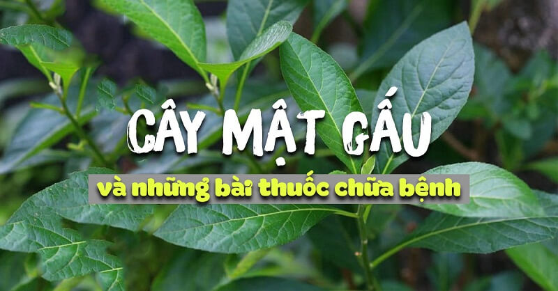 Tham khảo thông tin: uống lá mật gấu nhiều có hại gì không?