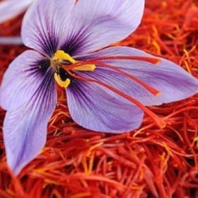 Khám phá chi tiết về nhụy hoa nghệ tây saffron
