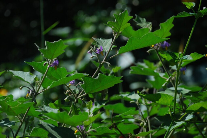 Uống cà gai leo nhiều có hại không và công dụng chữa bệnh