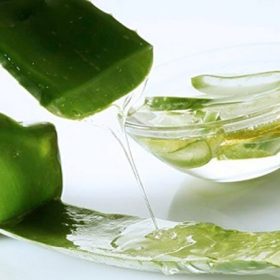 Uống nha đam sống có tác dụng gì đối với cơ thể?