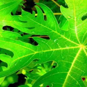 Uống nước lá đu đủ có hại không? Tác dụng của loại lá này