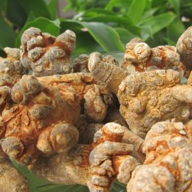 Uống tam thất có tác dụng gì đối với sức khỏe?