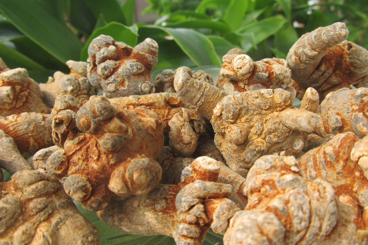 Uống tam thất có tác dụng gì đối với sức khỏe?