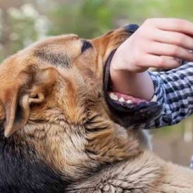 Hỏi đáp chi tiết: Bị chó cắn kiêng ăn gì để nhanh khỏi?