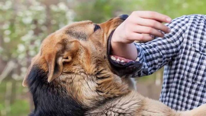 Hỏi đáp chi tiết: Bị chó cắn kiêng ăn gì để nhanh khỏi?