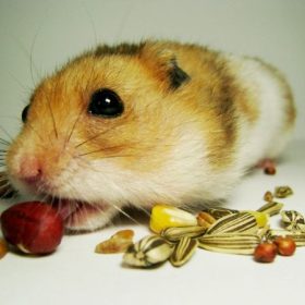 Kinh nghiệm cho chuột Hamster ăn gì để lớn nhanh