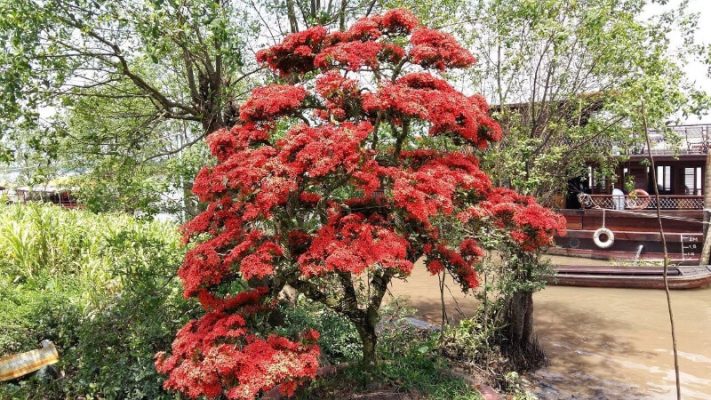 Góc phong thủy: Có nên trồng hoa mẫu đơn ta trước nhà hay không, có ảnh hưởng gì không?