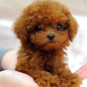 Tìm lời giải: Chó poodle ăn gì mới tốt?