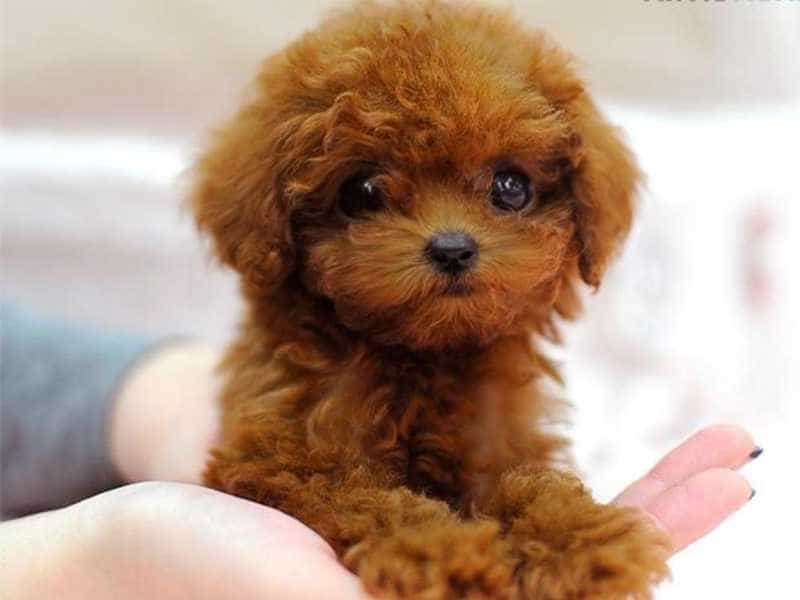 Tìm lời giải: Chó poodle ăn gì mới tốt?