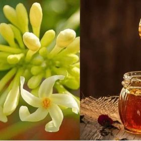 Góc giải đáp: Hoa đu đủ có tác dụng gì? Cách ngâm hoa đu đủ với mật ong đúng chuẩn