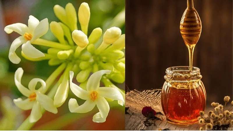 Góc giải đáp: Hoa đu đủ có tác dụng gì? Cách ngâm hoa đu đủ với mật ong đúng chuẩn