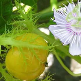 Bật mí hướng dẫn cách sử dụng cây lạc tiên chữa mất ngủ hiệu quả