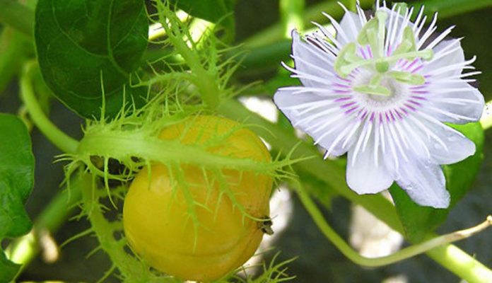 Bật mí hướng dẫn cách sử dụng cây lạc tiên chữa mất ngủ hiệu quả