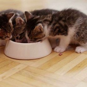 Hỏi – đáp ngay: Mèo con ăn gì? Bật mí đồ ăn nên cho mèo ăn