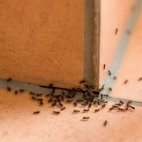 Bật mí mẹo đuổi kiến đơn giản & an toàn cho sức khỏe gia đình