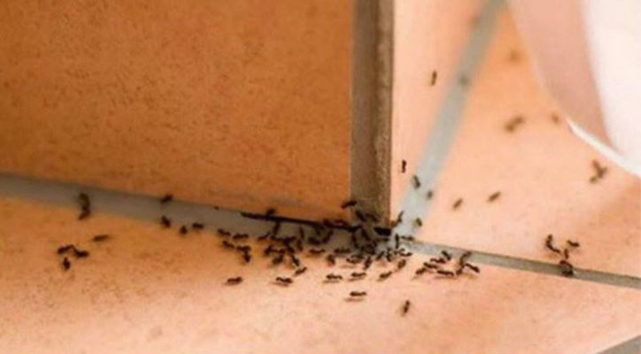 Bật mí mẹo đuổi kiến đơn giản & an toàn cho sức khỏe gia đình