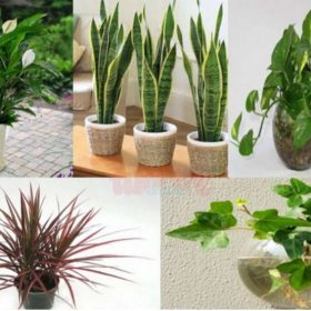 Góc tư vấn giải đáp: Nên trồng những cây phong thủy nào trong nhà theo tuổi?