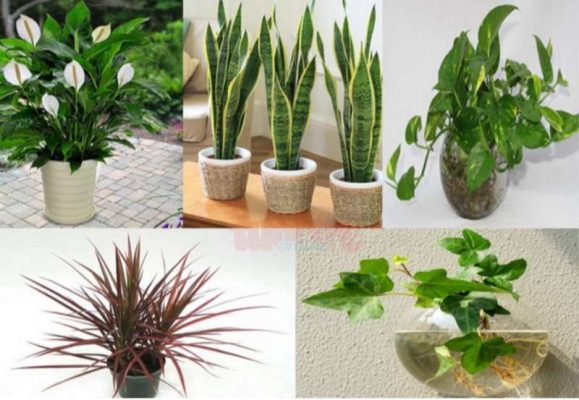 Góc tư vấn giải đáp: Nên trồng những cây phong thủy nào trong nhà theo tuổi?