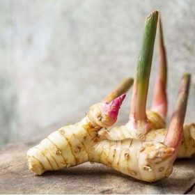 Tìm hiểu chi tiết tác dụng của củ riềng và những lưu ý phụ khi sử dụng