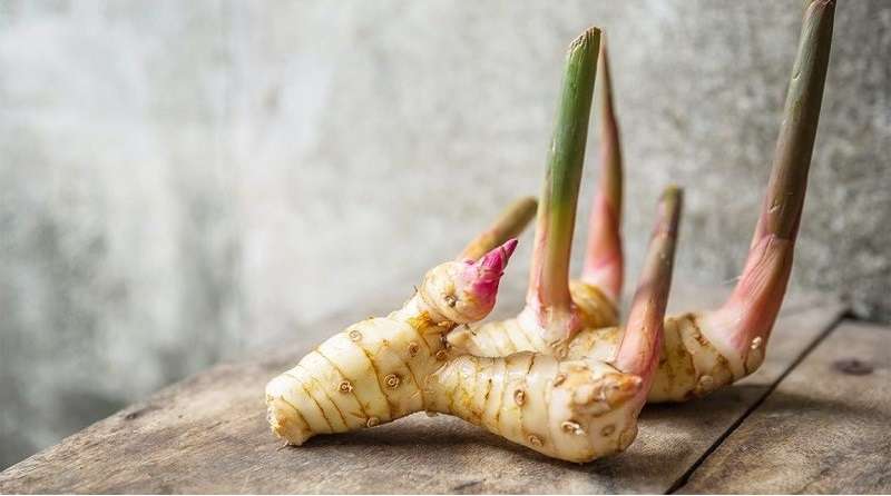 Tìm hiểu chi tiết tác dụng của củ riềng và những lưu ý phụ khi sử dụng