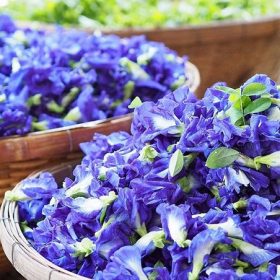 Tác hại của hoa đậu biếc không phải ai cũng biết