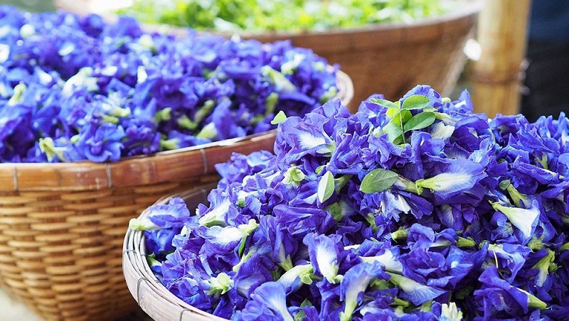 Tác hại của hoa đậu biếc không phải ai cũng biết
