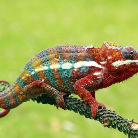 Mẹo chăn nuôi tắc kè và cho tắc kè ăn gì để đạt hiệu quả nhất