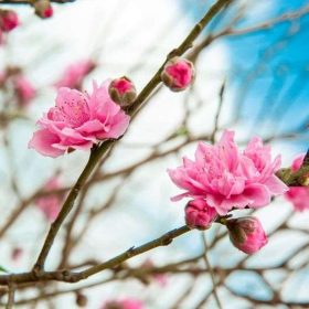 Giải đáp: Tết chưng hoa gì may mắn, nhiều tài lộc?