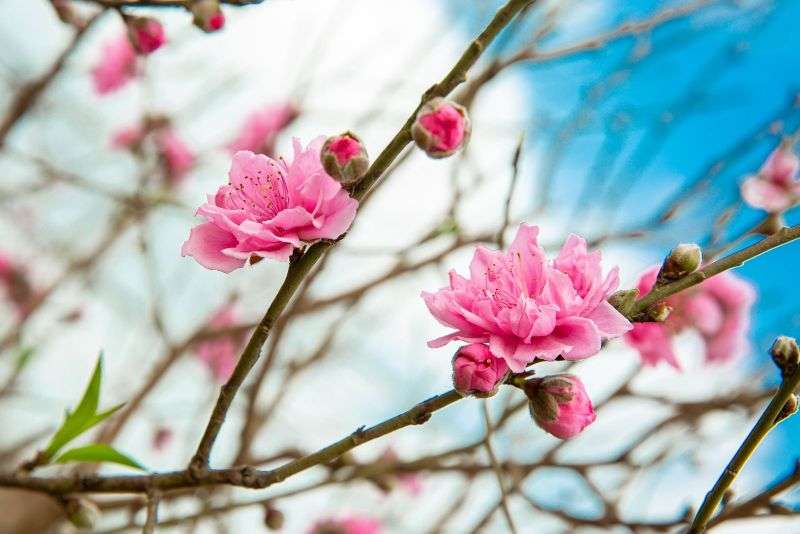 Giải đáp: Tết chưng hoa gì may mắn, nhiều tài lộc?