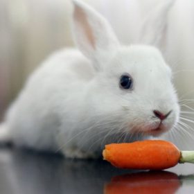 Nên cho thỏ ăn gì và cách nuôi thỏ đúng cách