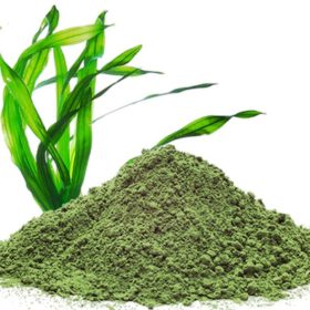 Thực hư đúng sai chuyện: Uống tảo biển có giảm cân không?